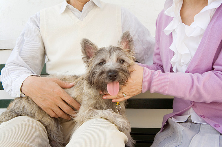 老齢期の治療方針