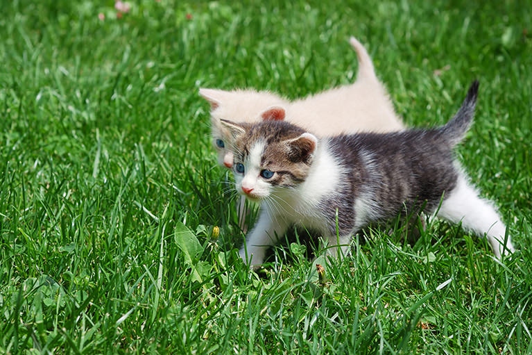 避妊・去勢手術のメリット
