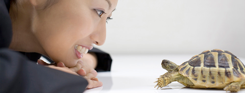 イヌ・ネコ以外の動物について