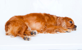 フィラリア予防