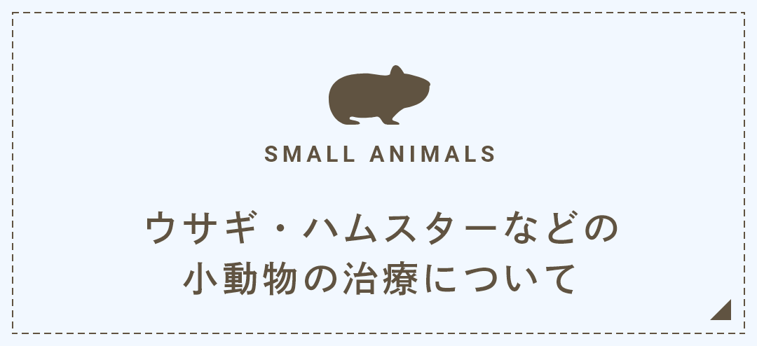 ウサギ・ハムスターなどの小動物の治療について